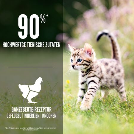 ORIJEN Kitten: Gesundes Trockenfutter fr Ktzchen | ORIJEN Kanada