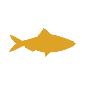 fish icon
